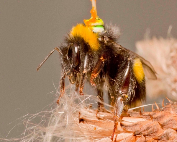 Una abeja con antena es clave para mejorar los vehículos autónomos y los drones 